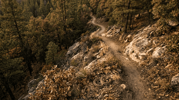 Snakebite First Aid in the Wilderness: The Complete Evidence-Based Guide for Hikers, Campers, and Outdoor Professionals (2026)